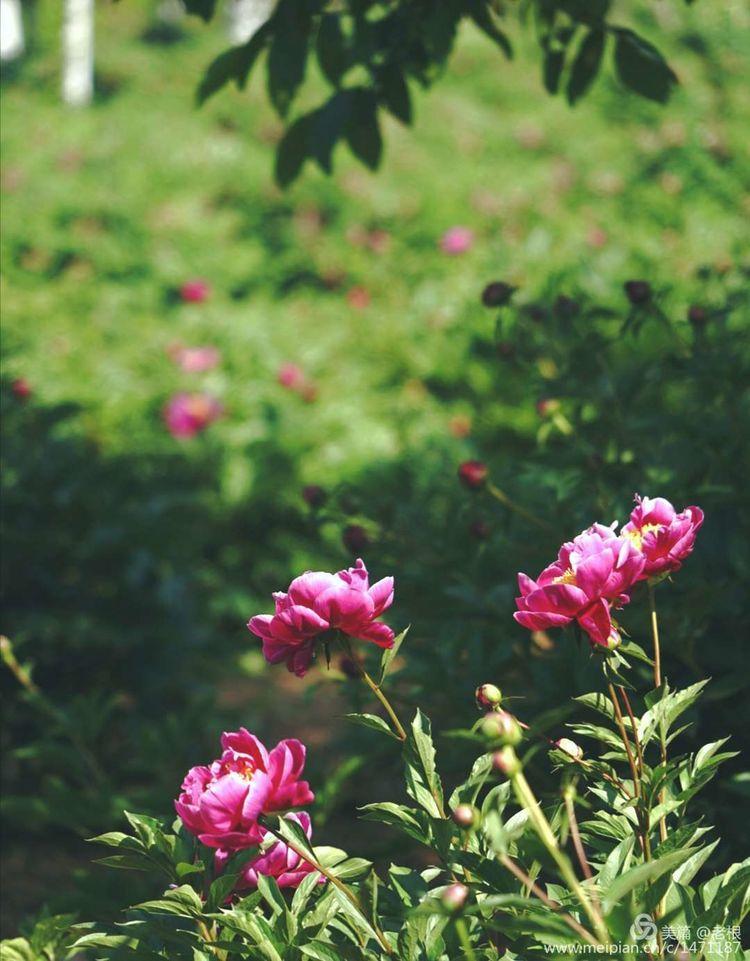 芍药花花语是什么,黄色芍药花语?