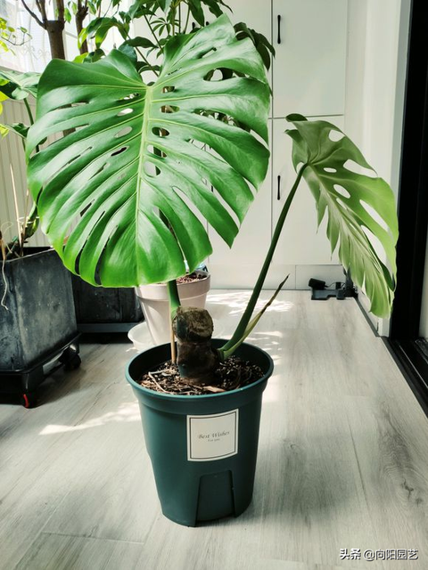 如何晒太阳宝宝长得更强壮 如何晒太阳宝宝长得更强壮