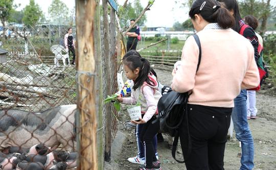 亲子互动好去处来新津杨家大院青青草地生态游
