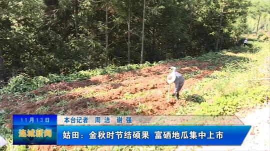 「创新创业创造冠豸」连城姑田：金秋时节结硕果富硒地瓜集中上市