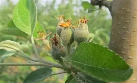柑橘幼果期不能用哪些药物代替（苹果落花后套袋前的三遍药）