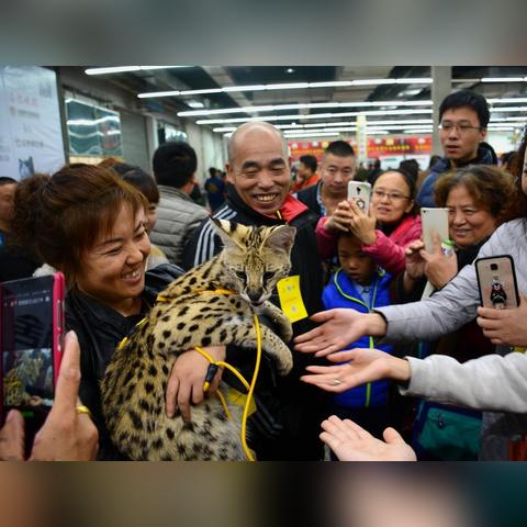 沈阳摸猫相关长尾关键词有哪些