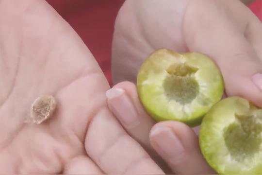从事种植30年家境窘迫，改造濒临灭绝的李子树，让他走向富裕