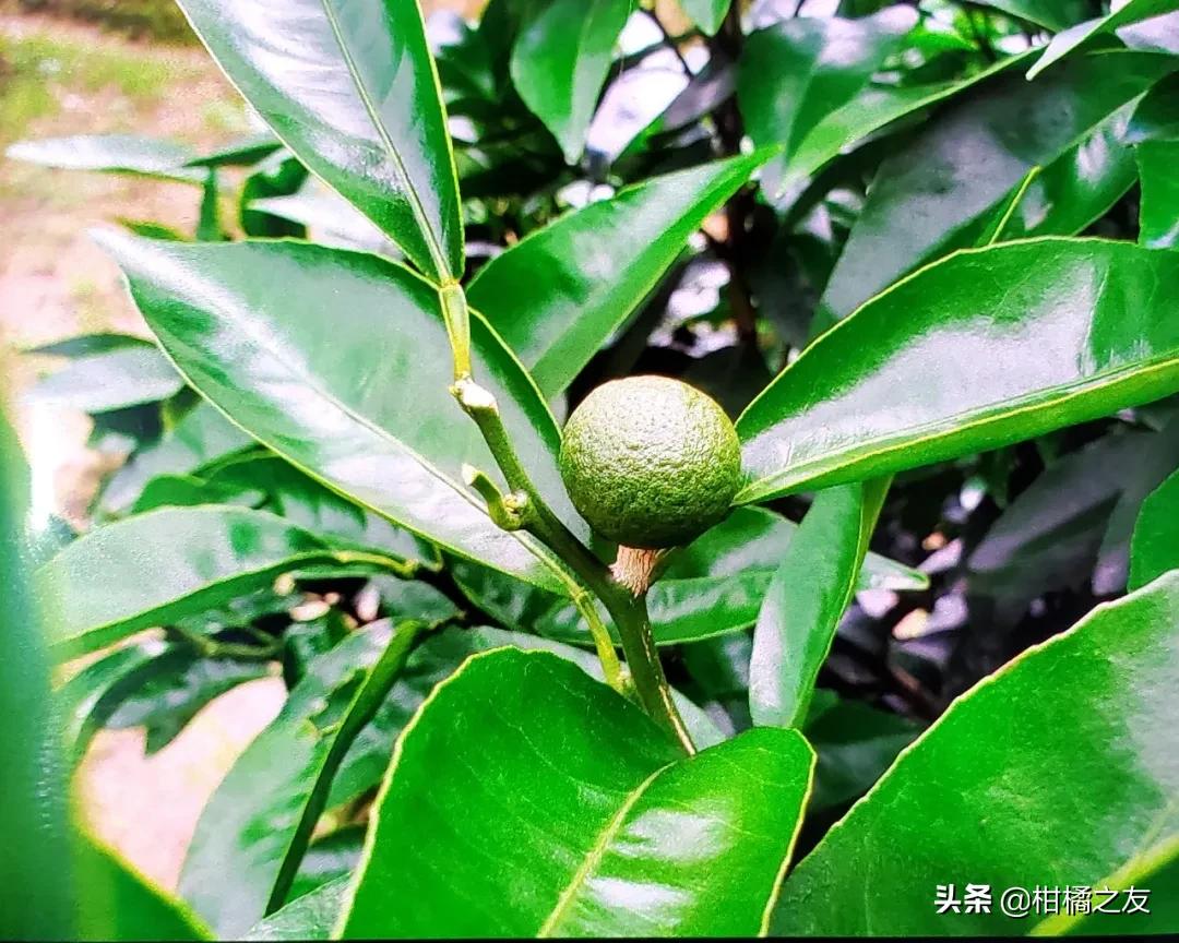 柑橘裂果種植手藝視頻_茄子的種植手藝