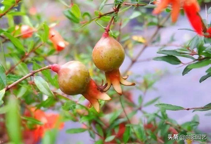 草木灰盆栽怎样使用,竹子能用草木灰吗?