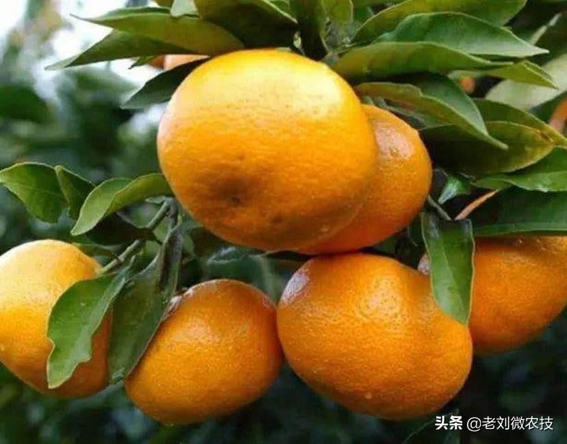 柑橘種植手藝與危害_種植柑橘夏日需留意些什么