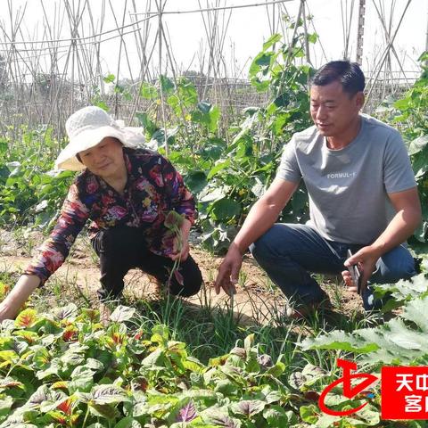 广州市种菜要多少本钱