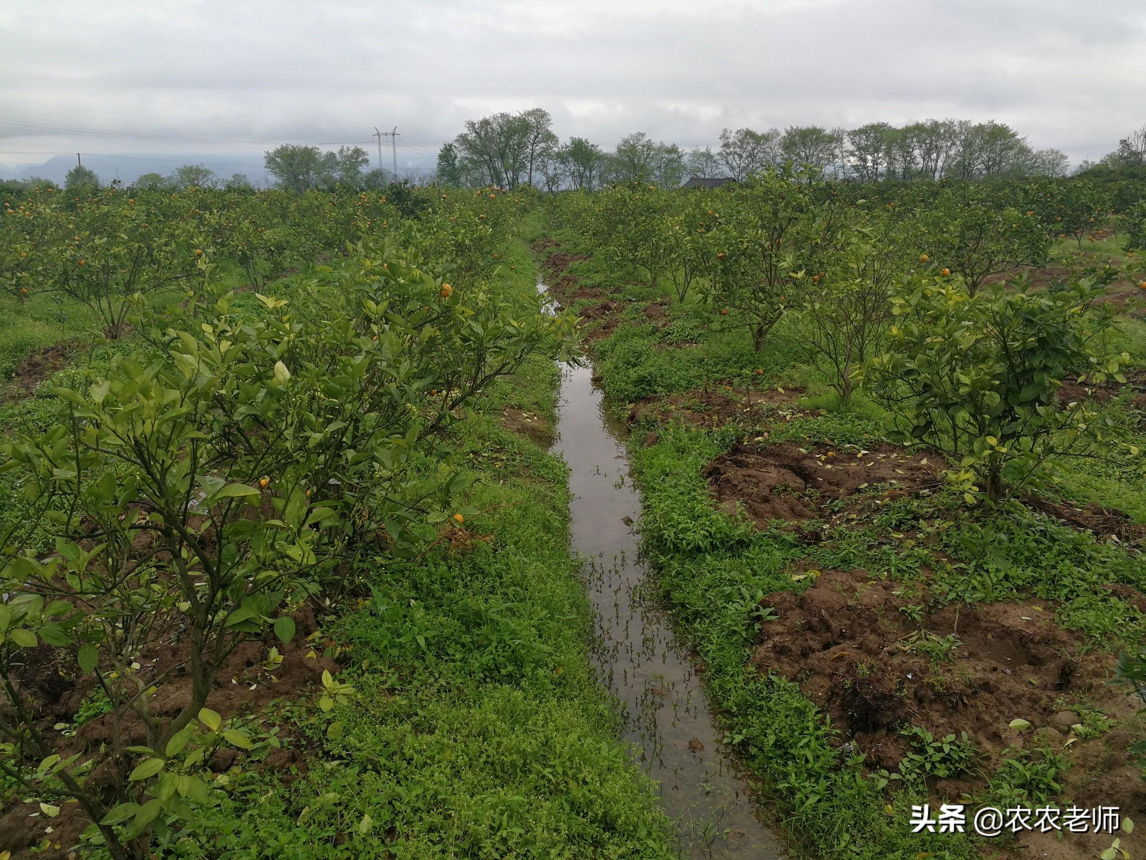 柑橘開(kāi)溝種植手藝視頻_柑橘能否用尿素施肥尿素在柑橘上若何利用