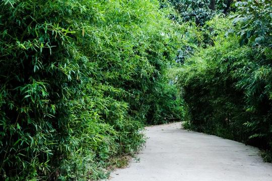 门对终南山，户外竹林风，与山做邻居，与鬼话衷肠的秦岭民宿