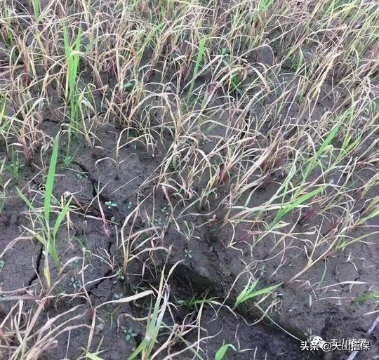 2019年小麦、水稻、玉米和大豆田杂草科学防除技术方案