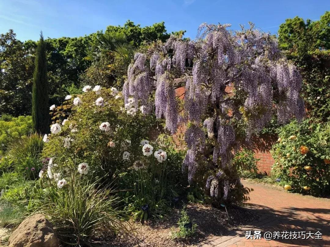 盆栽紫藤用多大的盆好,紫藤高压繁殖每年几月进行?