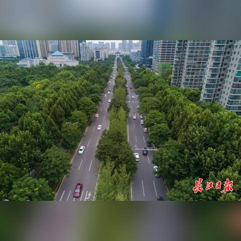 武汉小区绿化一般都用哪些乔木,灌木,花卉？