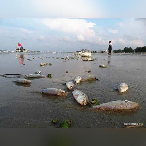 大连市的死鱼是什么情况