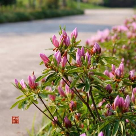 鲜花苏州市常熟