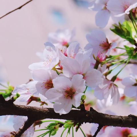 西安科四随到随考继续预约怎么搞？