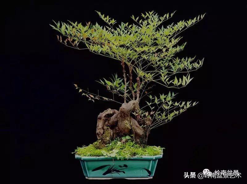 猫儿脸花语,猫儿脸寓意?