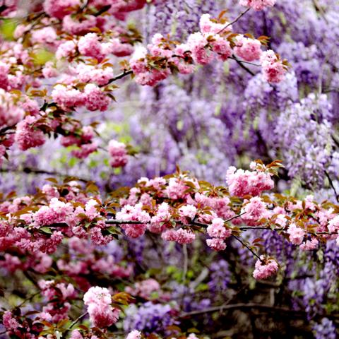 临沂市樱花去哪里看比较好