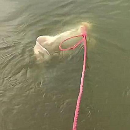 [苏州 宠物游泳]长尾关键词有什么