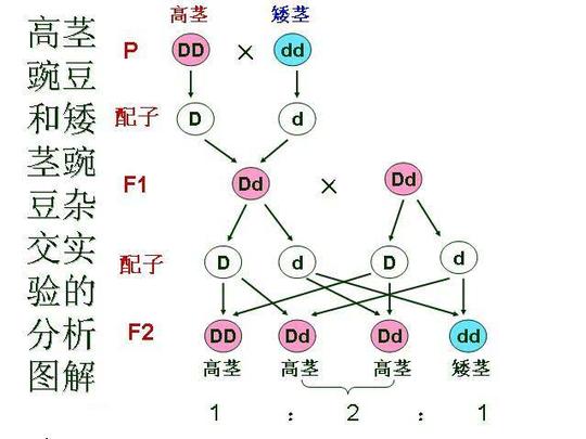 人类起源问题最大骗局，存在了100多年，3亿年前我们真是一条