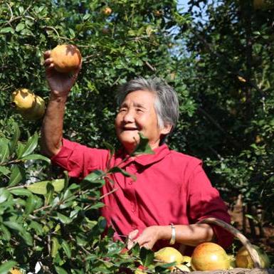 成都市药材种植户有哪些
