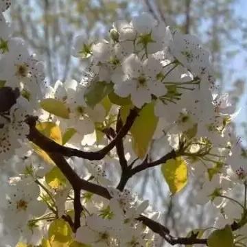 天津哪个街道看花