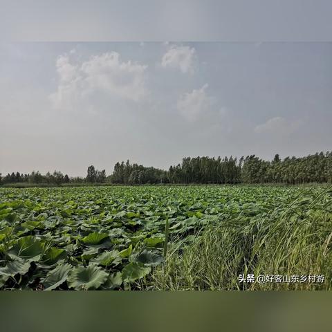 济南市哪里有铁锅炖大鹅