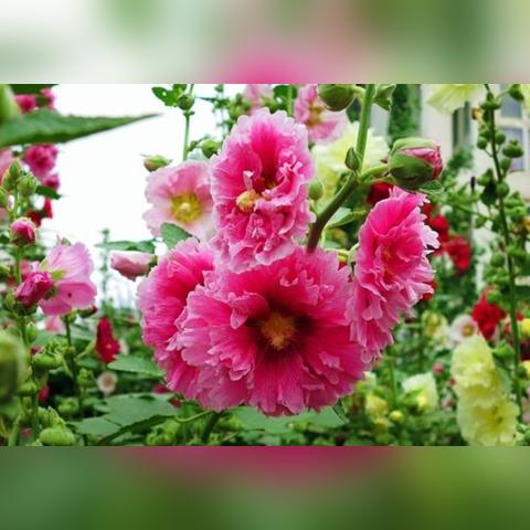 黄色复合肥相关长尾关键词有哪些