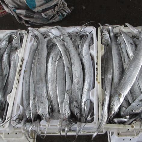 宁波市有什么鱼种出名