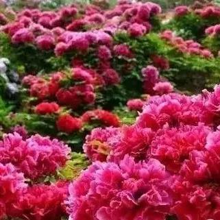 西安市秦岭植物园相关长尾关键词有哪些