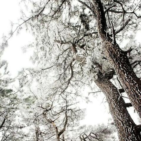 为什么东北话河南话易懂