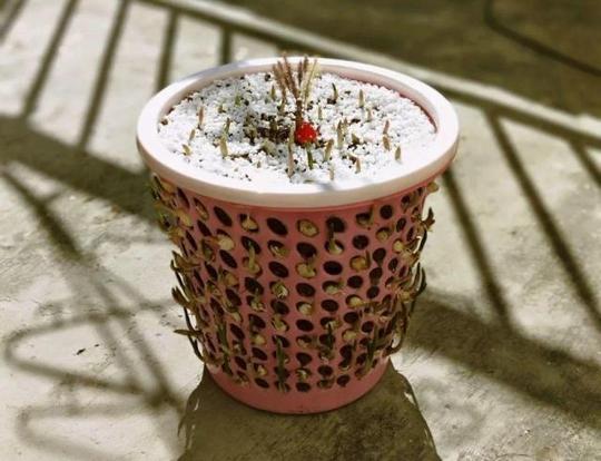 家里大蒜发芽，这么一栽，7天变成“蒜苗柱”，产量高、全家吃