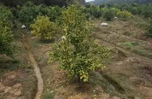 水稻田柑橘種植手藝_種植柑橘該若何預防幼樹過早開花的情況