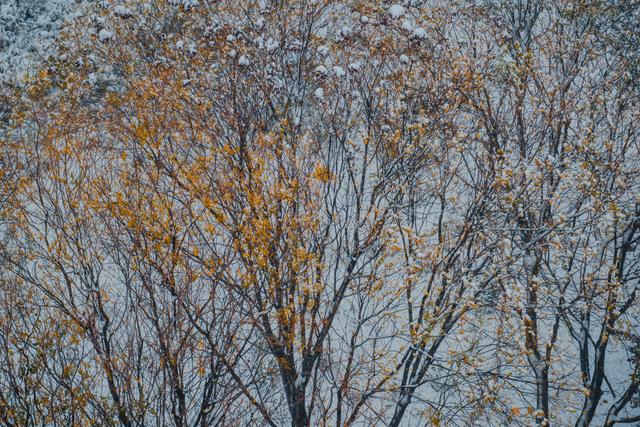 2021的第一场雪怎么发朋友圈