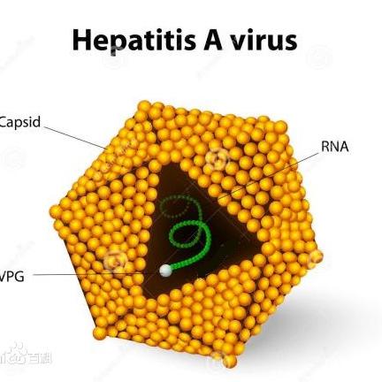 大连出现肝炎的长尾关键词有什么