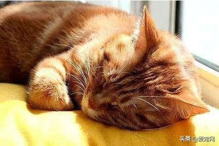 猫咪是如何发出呼噜声的