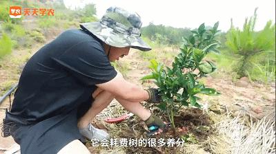 柑橘樹主桿型種植手藝_皂角樹的種植前景事實(shí)若何