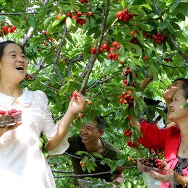 石家庄市梧桐饭店地址的长尾关键词有哪些