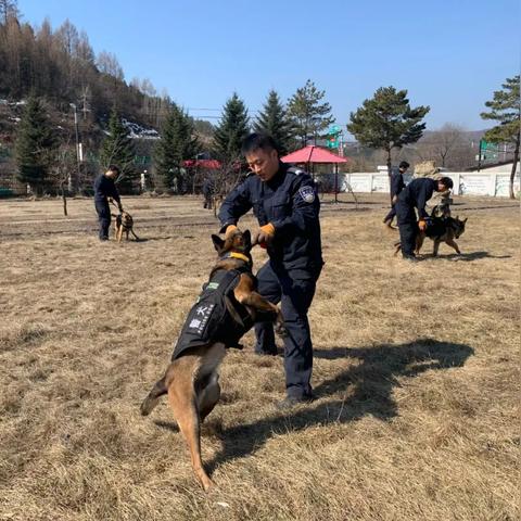 哈尔滨最好的犬舍相关长尾关键词有哪些