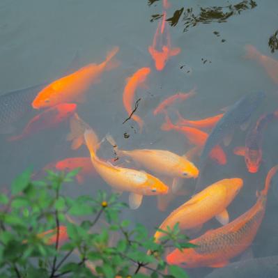 福建初中投毒的相关长尾关键词有哪些