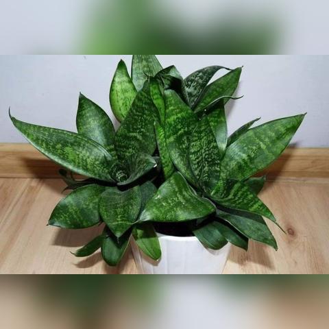 复合肥和骨粉的区别相关长尾关键词有哪些