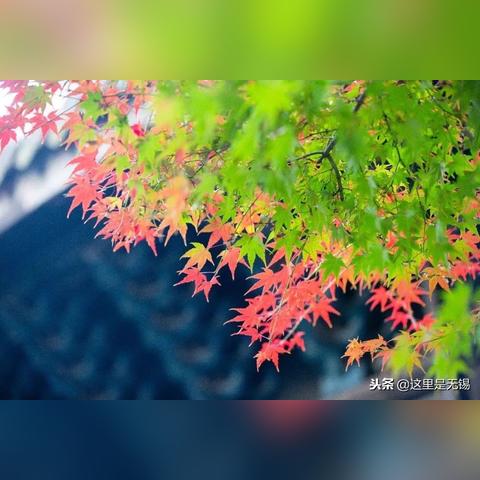 无锡市枫叶林在哪里