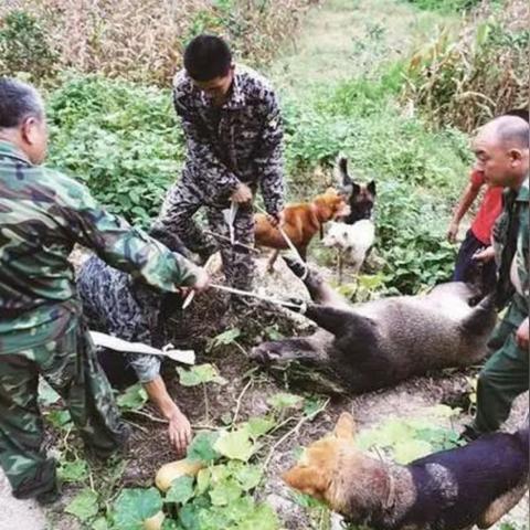 福建安徽什么农作物多