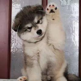 郑州哪里有好的宠物店？