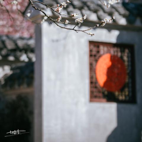 无锡市哪里可以看梅花