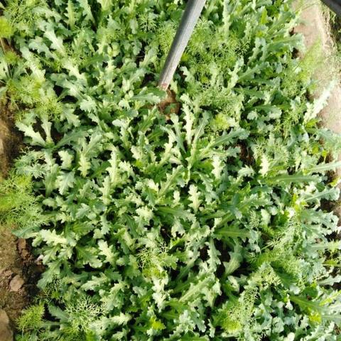 河南禁用一次性塑料制品的相关长尾关键词有哪些