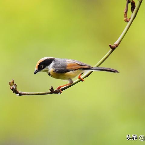 广州大学录取最低排位相关长尾关键词有哪些