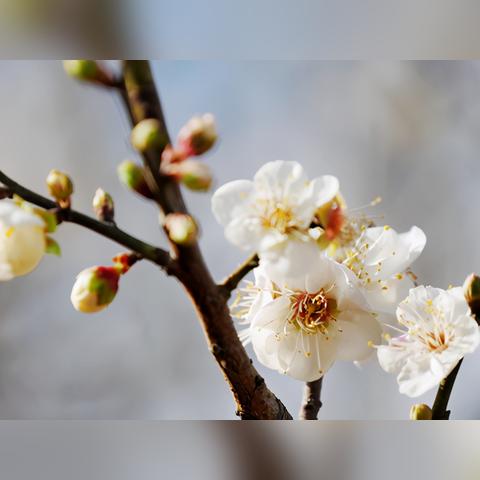 广州市市花为什么是梅花