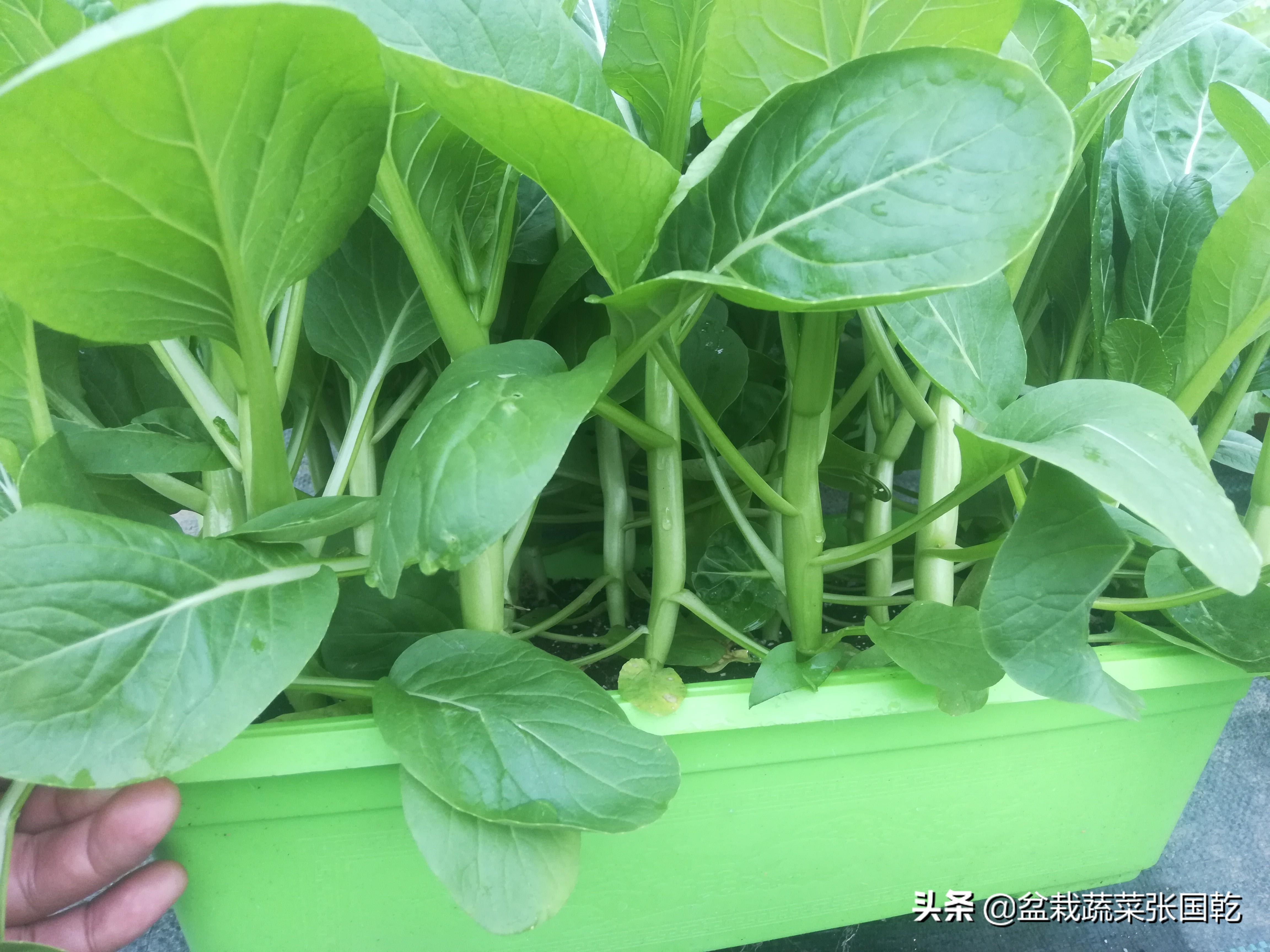 小盆栽植物属于什么行业,你是从什么行业转来做三农的呢?