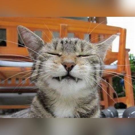 深圳开心猫相关长尾关键词有哪些