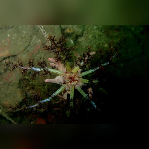 福建海参养殖怎么样